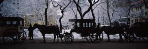 Horse Drawn Carriage Picture Image